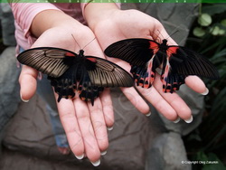 Живые бабочки в подарок